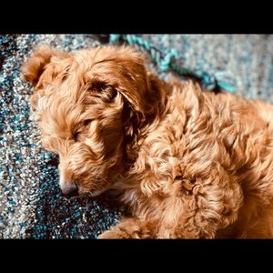 Meet your Posher, Mark